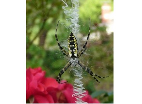 Garden Spider Gardening Wild Life WM Events