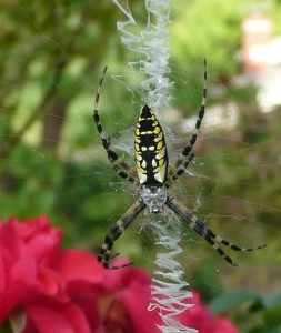 Garden spider WM Events