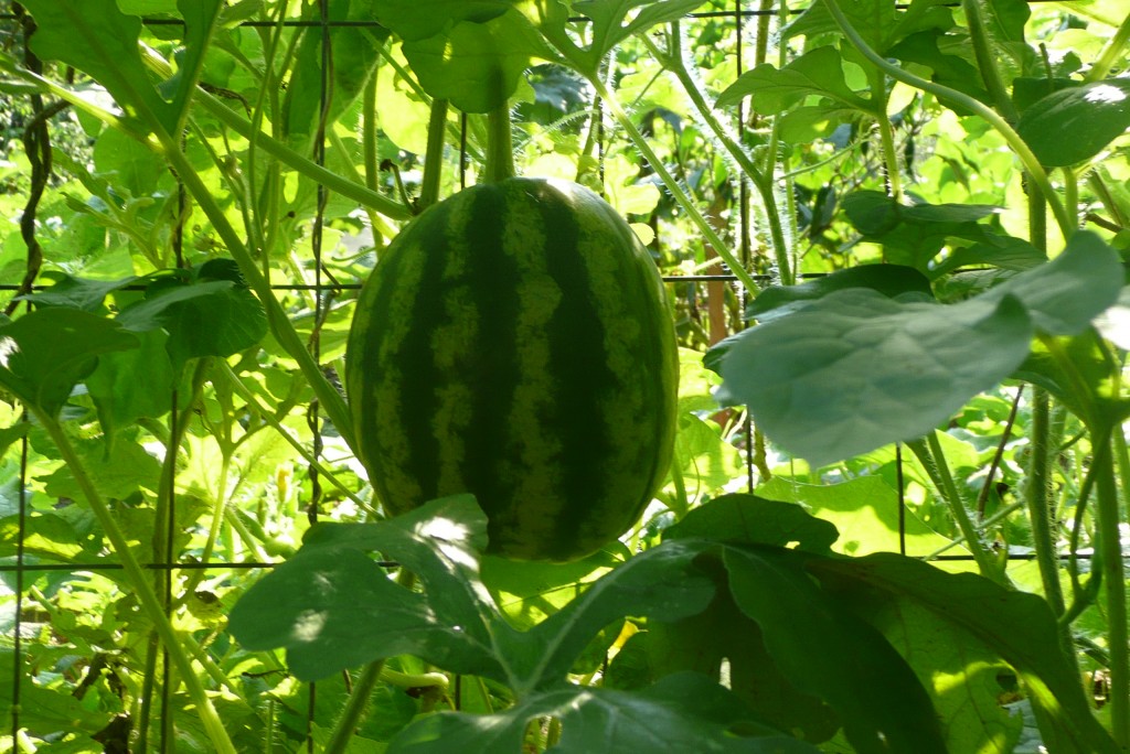 Huge Watermelon WmEvents