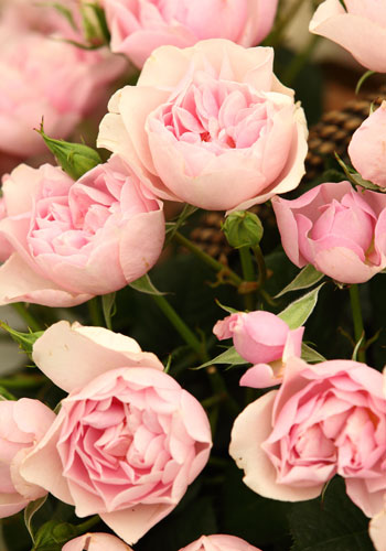 Pink-Roses-at-Royal-Horticulture-Society-Chelsea-Flower-Show-WM-Events
