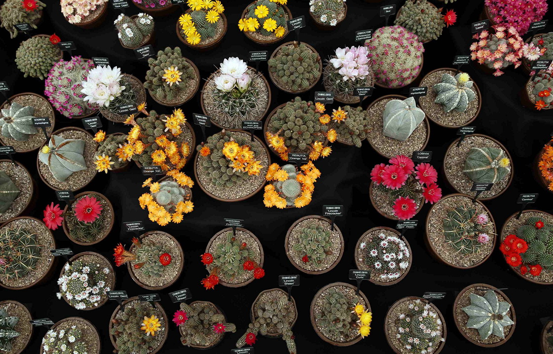 Cactus plants are seen during media day at the Chelsea Flower Show in London