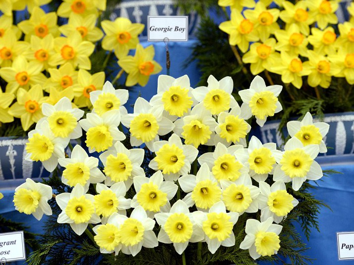 Royal Horticulture Society Chelsea Flower Show Garden WM Events Inspiration Atlanta Wedding Designer Planner Georgie Boy Daffodil