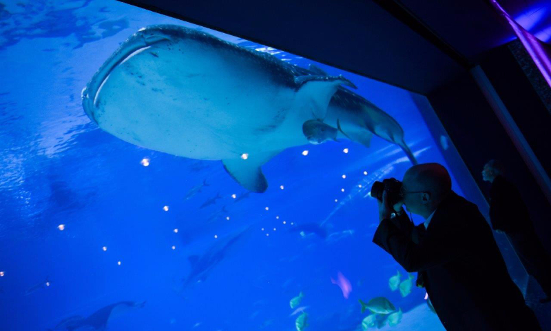 Georgia Aquarium Ballroom Whale Shark wm-events-atlanta-corporate-event-planner-design-conference-meeting-breakout-creative-11