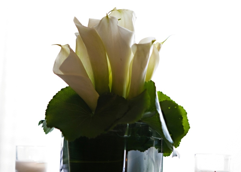 Detail Flower Calla Lilly WM Events