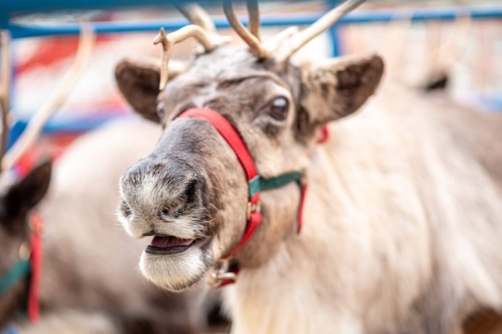Atlantic Station Light The Station 11 Alive Christmas Tree Lighting WM Events (16)