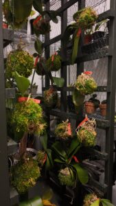 WM Events Orchids