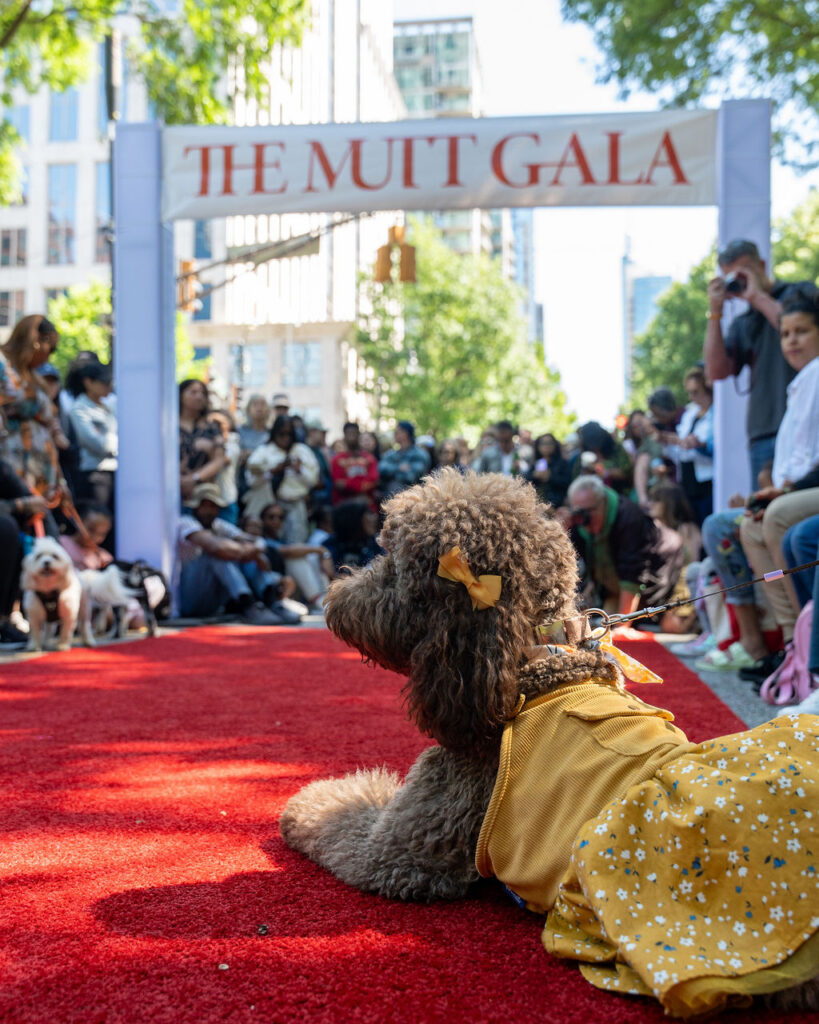 Gala Mutt 2026, Midtown Alliance, Atlanta, WM Events, organisation à but non lucratif (7)